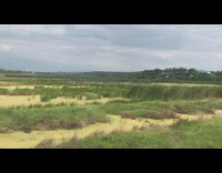Lake covered with thick moss grass hill