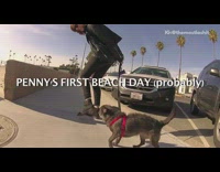 music black dogs first beach day montage 