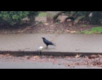 Crow eat ranch from cup on ground
