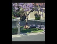 Girl purple jacaranda tree black dome light 