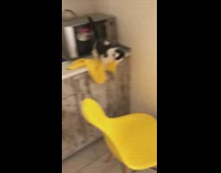 Collab BitchMP - Black white cat takes yellow towel and hides