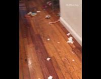(BROKEN LINK) Brown Puppy Chews Up Trash on Wood Floor