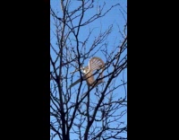 Collab winy - Plastic chair stuck on top of tree