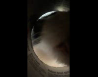 Cat eats food with camera lens underneath