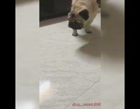 Pug dog runs away from turtle guy