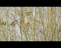 Round bird with pointy head on branches