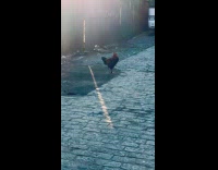 Rooster crowing on the side of street