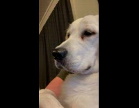 Dog tried to catch fly landed on nose