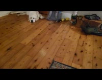 Man slides lazy dog to open door