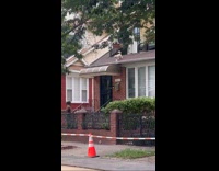 Dog barking and chilling on the roof