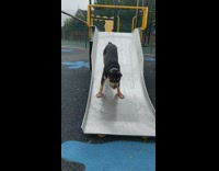 Large dog goes down metal playground slide pt. 2