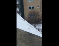 Bird roll on roof covered in snow