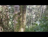 Adult gorilla pass by people in mountain