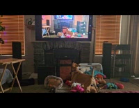 Dog barks sees self on TV screen