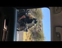 Dog on back of motorcycle helmet freeway