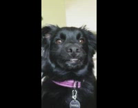 Black dog sansa pink collar shows teeth 