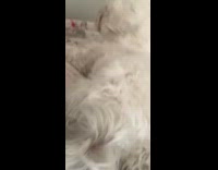 Girl touches small white dogs paw 