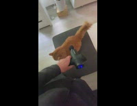 Guy use piston massager on orange cat