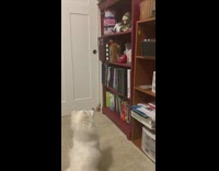 White dog looks at singing toy shelf 