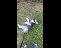 Dog rolls around grass to scratch back