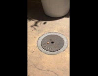 Collab Clips MPUGC - Woman puts nut near manhole for rat 