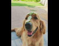 Golden retriever dog balances food compilation banana 