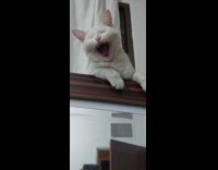 Woman films cat sit on top mirror