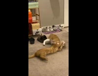 Two orange cats fighting on carpet floor 