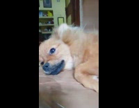 Brown puppy sleep plastic chair lullaby bgm