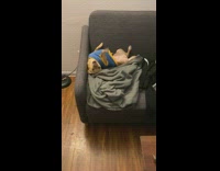 Dog cries and whines on couch