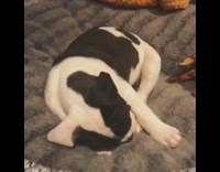 Black white puppy dog lays down blanket 