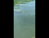 Small silver fish swim towards yellow ball 