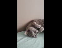 Gray pet cat lay down beside wall