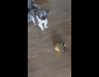 grey dog playing with turnip on ground