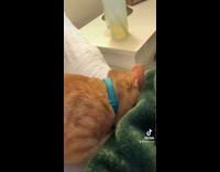 Orange cat with face in blanket crying 