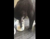 Pet cat reaches and drinks tea from its paw