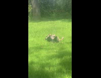 Pet dog wears harness roll over grass