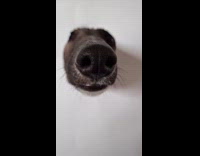 pretending to paint dog nose in hole of white paper 