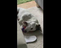 Brown white dog bites red blue ball 