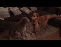 Two dogs play grey rug brown couch