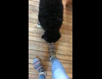 Black Puppy Barks At Camera On Wood Floor