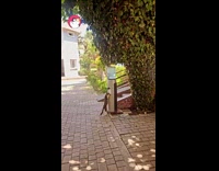 Stray Cat Drinks Water from Water Dispense
