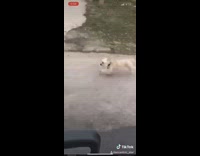 small white dog runs alongside golf cart