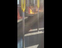 Bird rides on a bus and stand in the morning 