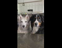 Fruit snack challenge two large dogs fail