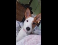 Dog shocked to see owner under sheets