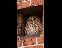 Owl sit in small window brick chapel