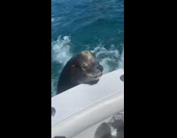 Collab BitchIG2 - Seal climbs onto boat and lets people pet it 