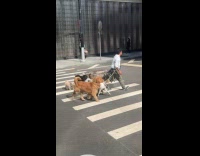 Guy walks pack of dogs in leash