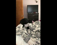 Black white cat head stuck in bag of chips falls off bed